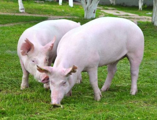 Nieuwe criteria Beter Leven keurmerk varkens